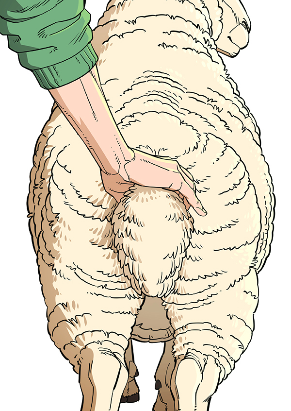 Drawing of someone assessing the fat level at the dock of a sheep.